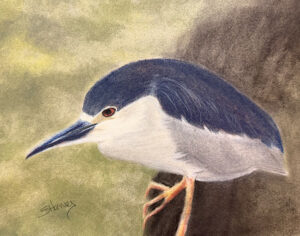 Black Crowned Night Heron