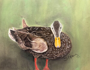 M Ducky