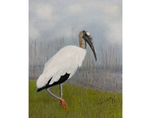 Wood Stork