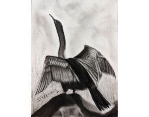 Anhinga on a Rock