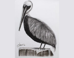 Pelican Perch